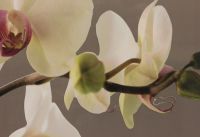 Средние подставки под горячее "Гармония орхидей", 6 шт. - фото 3
